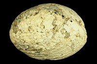 藏品(紐西蘭鮑螺)的圖片